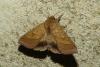 Pyrrhia umbra